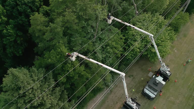 Tree Care Services